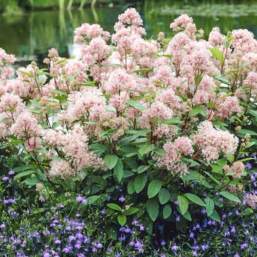 Ceanothus pallidus Marie Simon articol fotografie 1 Ceanothus pallidus Marie Simon imagine 1 articol 4415