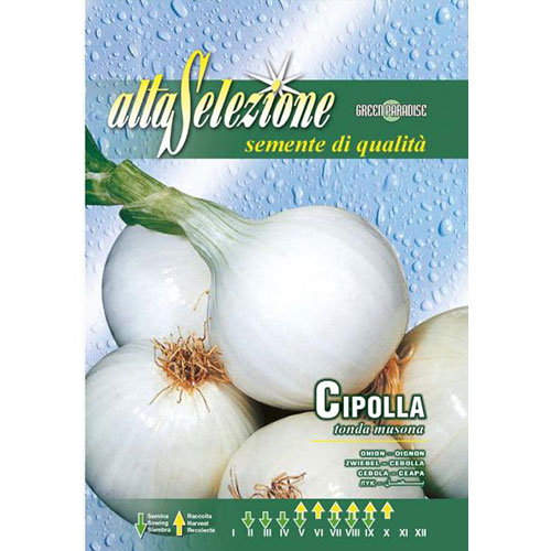 Ceapă albă Tonda Musona articol fotografie 1 Ceapă albă Tonda Musona imagine 1 articol 87146