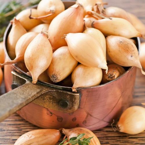 Ceapă Primalys imagine 1 articol 66647