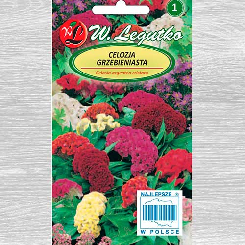 Celosia, mix multicolor Legutko articol fotografie 1 Celosia, mix multicolor Legutko imagine 1 articol 69573