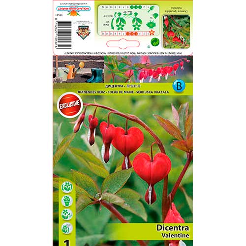 Cerceii doamnei (Dicentra) Valentine imagine 1 articol 76224
