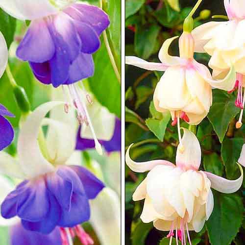 Ofertă specială! Cerceluș (Fuchsia), set de 2 soiuri imagine 1 articol 76708