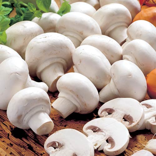 Champignon Alb imagine 1 articol 9742