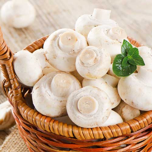 Champignon Alb imagine 2 articol 9742