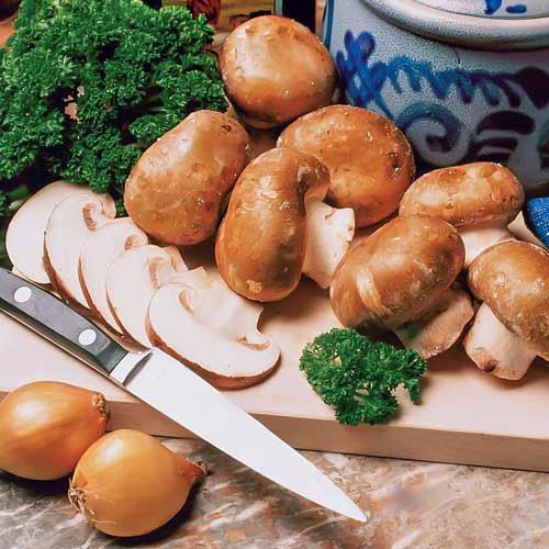 Champignon Brun articol fotografie 1 Champignon Brun imagine 1 articol 9743