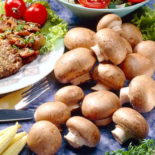 Champignon Brun articol fotografie 2 Champignon Brun imagine 2 articol 9743