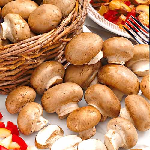 Champignon Brun articol fotografie 3 Champignon Brun imagine 3 articol 9743