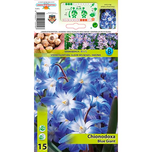 Chionodoxa Blue Giant imagine 1 articol 67321