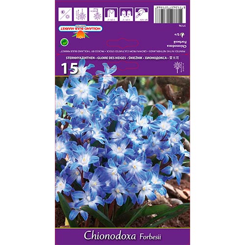 Chionodoxa Forbesii articol fotografie 1 Chionodoxa Forbesii imagine 1 articol 67890