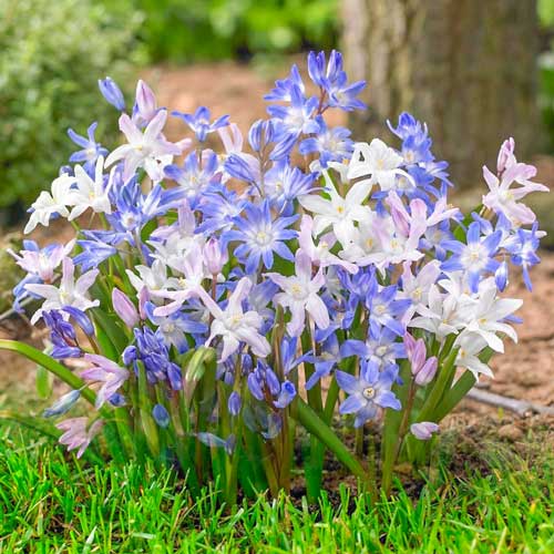 Chionodoxa mix multicolor articol fotografie 1 Chionodoxa mix multicolor imagine 1 articol 67322