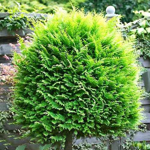 Chiparos Alumigold imagine 1 articol 4033