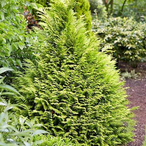 Chiparos Sunny Smile imagine 1 articol 4034