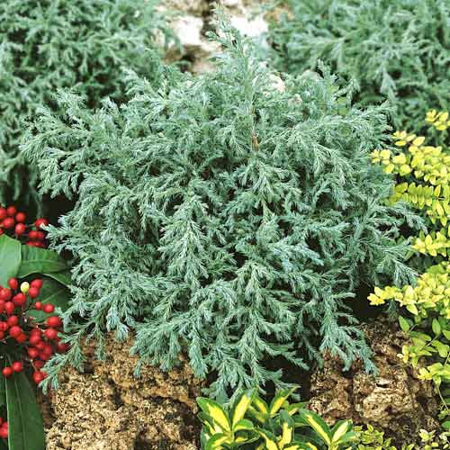 Chiparos auriu Baby Blue, C2 imagine 1 articol 7733