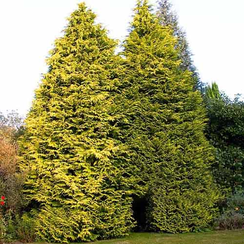 Chiparos Castlewellan imagine 1 articol 4037