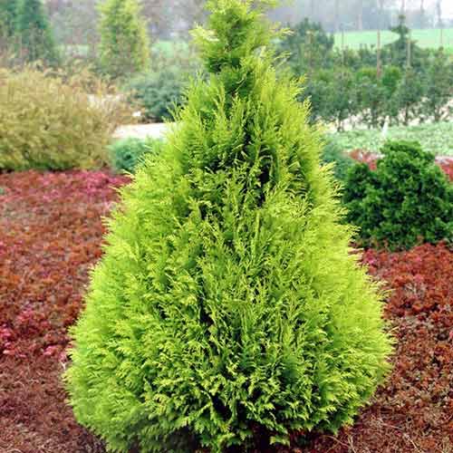 Chiparos de California Stardust imagine 1 articol 9420