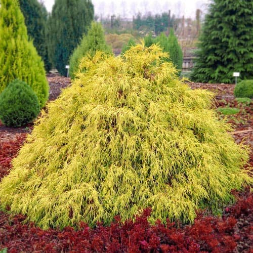 Chiparos Filifera Aurea imagine 1 articol 5094