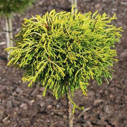 Chiparos Gitte, C4 imagine 1 articol 8244