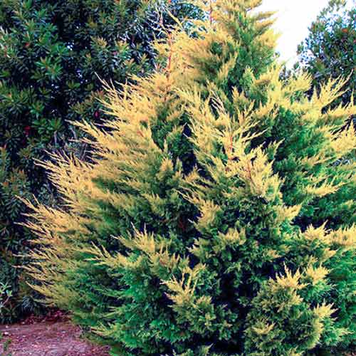 Chiparos Gold Rider imagine 1 articol 4038