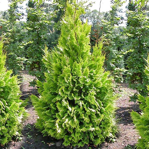 Chiparos Ivonne imagine 1 articol 9455