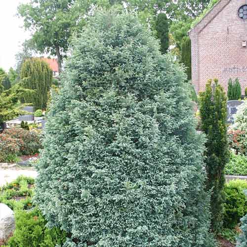 Chiparos pisifera Boulevard imagine 1 articol 9423