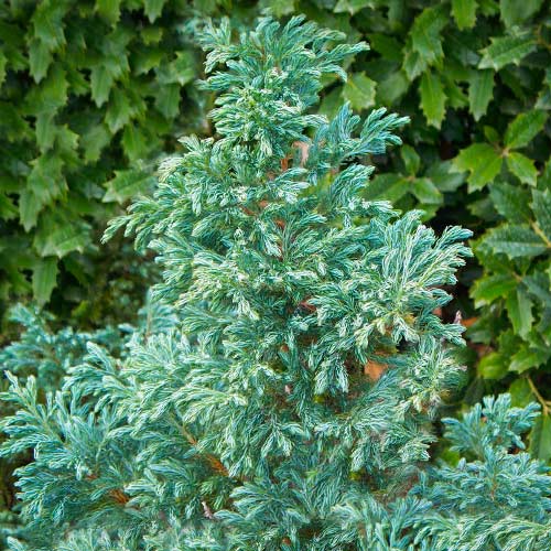 Chiparos pisifera White Beauty imagine 1 articol 9424