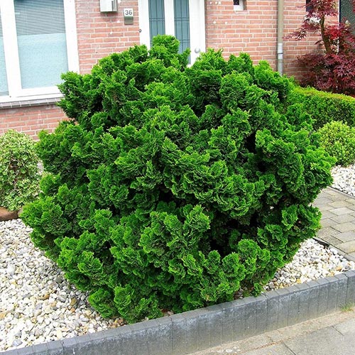 Chiparos japonez imagine 1 articol 9403