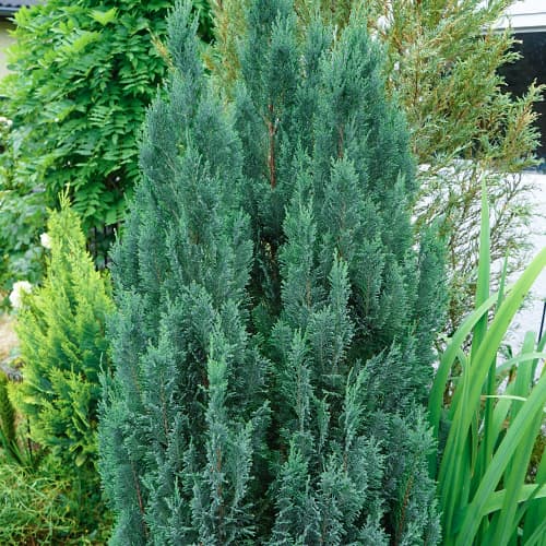 Chiparos Van Pelts Blue imagine 1 articol 9692