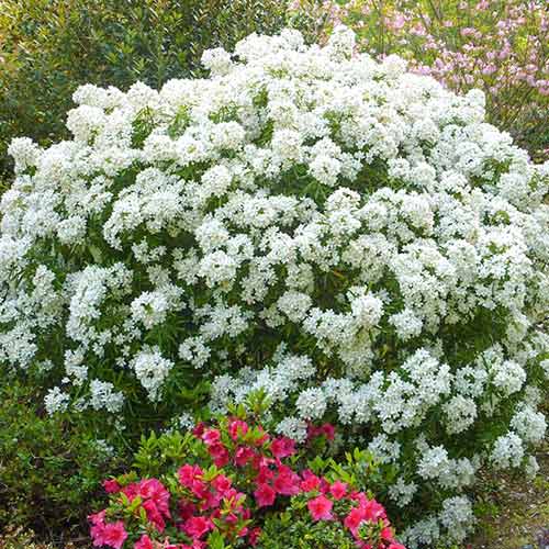 Choisya ternata Aztec Pearl articol fotografie 1 Choisya ternata Aztec Pearl imagine 1 articol 3904