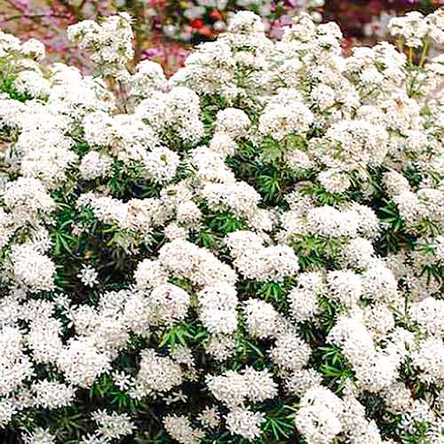 Choisya ternata White Dazzler imagine 1 articol 5594