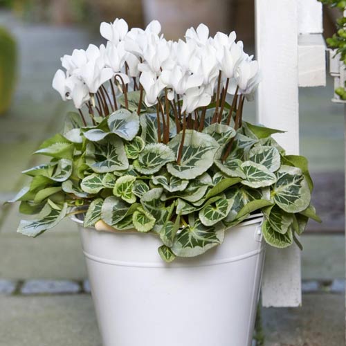 Ciclamă Dama F1, albă imagine 1 articol 66793