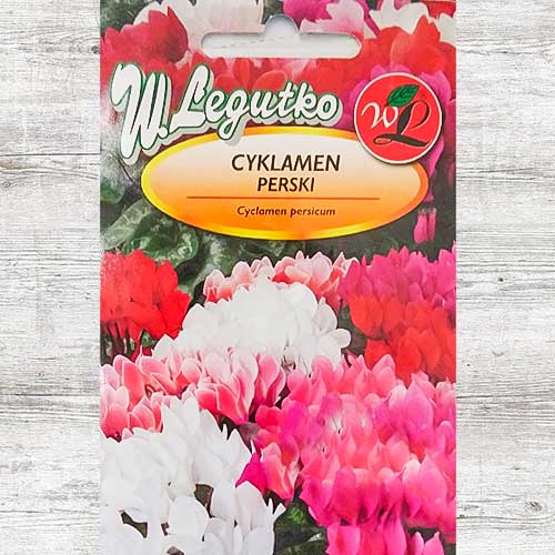 Ciclamă Dama F1, mix multicolor imagine 1 articol 86763