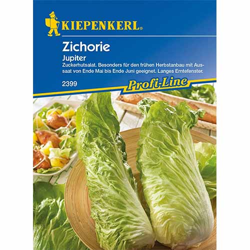 Cicoare albă (radicchio) Jupiter articol fotografie 1 Cicoare albă (radicchio) Jupiter imagine 1 articol 96686