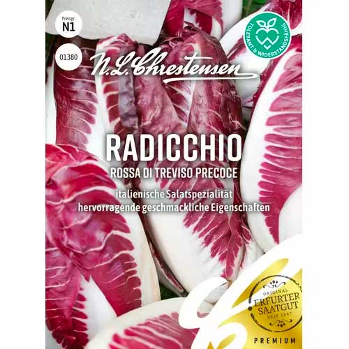 Cicoare albă (radicchio) Rossa di Treviso precoce Chrestensen articol fotografie 1 Cicoare albă (radicchio) Rossa di Treviso precoce Chrestensen imagine 1 articol 50053