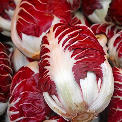 Cicoare de frunze (radicchio) Rossa di Treviso articol fotografie 2 Cicoare de frunze (radicchio) Rossa di Treviso imagine 2 articol 69457