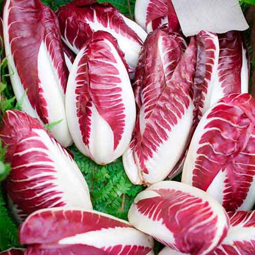 Cicoare de frunze (radicchio) Rossa di Treviso articol fotografie 3 Cicoare de frunze (radicchio) Rossa di Treviso imagine 3 articol 69457