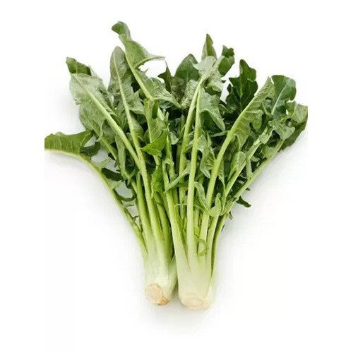 Cicoare furajeră Imero articol fotografie 1 Cicoare furajeră Imero imagine 1 articol 96501