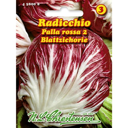 Cicoare roșie (radicchio) Palla Rossa 2 articol fotografie 1 Cicoare roșie (radicchio) Palla Rossa 2 imagine 1 articol 86083