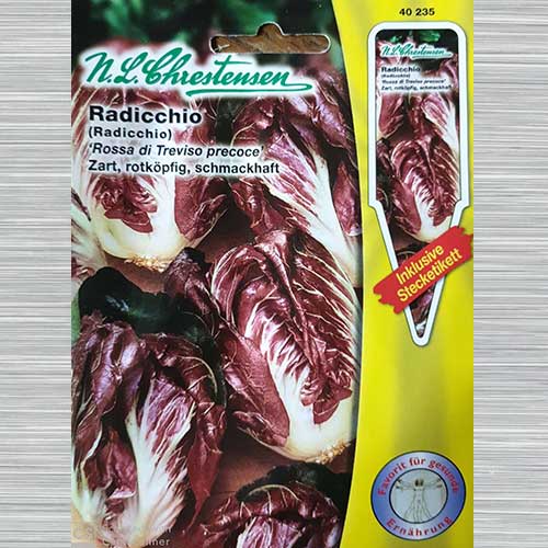 Cicoare roșie (radicchio) Rossa di Treviso Precoce articol fotografie 1 Cicoare roșie (radicchio) Rossa di Treviso Precoce imagine 1 articol 69154