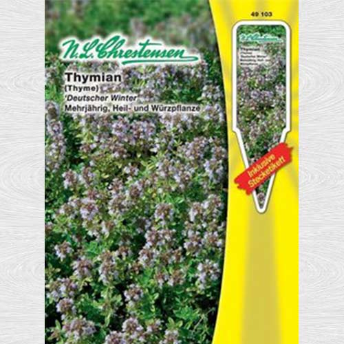 Cimbru Deutscher Winter articol fotografie 1 Cimbru Deutscher Winter imagine 1 articol 69208