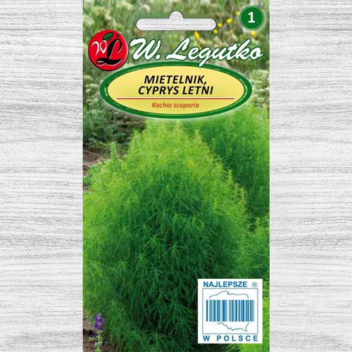 Cipru de grădină Legutko imagine 1 articol 78580