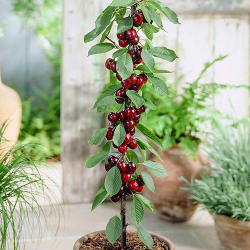 Cireș columnar Black imagine 1 articol 1946