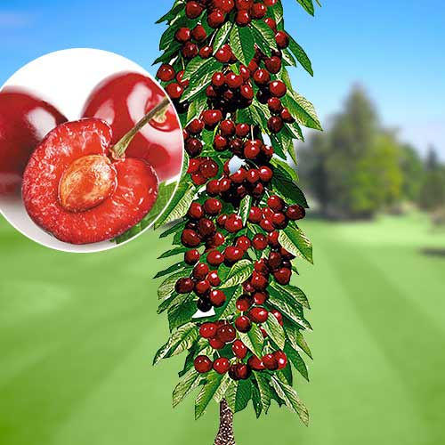 Cireș columnar Queen Marry, С2 imagine 1 articol 1921