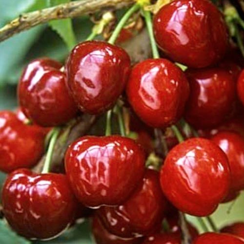 Cireș gigant negru imagine 1 articol 7458