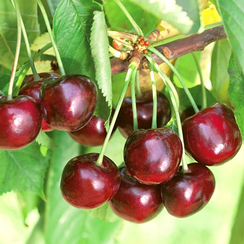 Cireș Ferrovia imagine 1 articol 7970