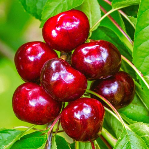 Cireș Germesdorfer imagine 1 articol 7966