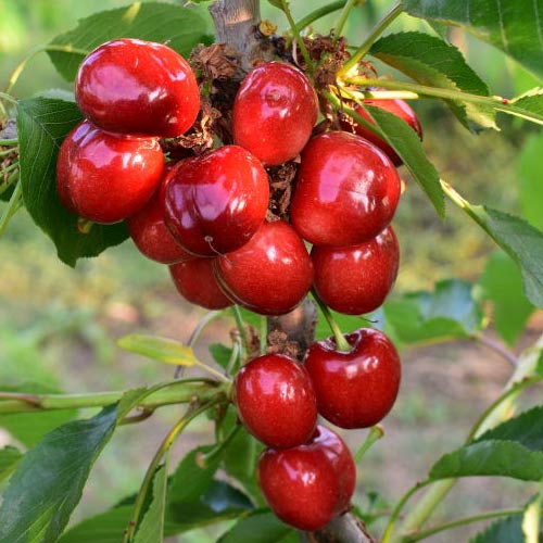 Cireș Her Tora articol fotografie 1 Cireș Her Tora imagine 1 articol 7969