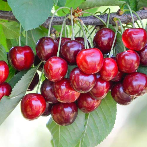 Cireș Her Torra imagine 1 articol 4278