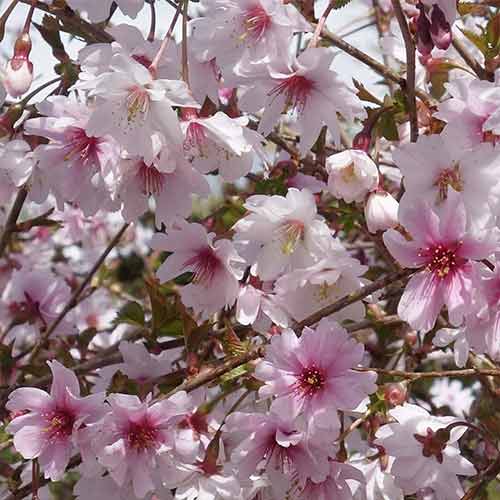 Cireș japonez (Prunus) Mikinori articol fotografie 1 Cireș japonez (Prunus) Mikinori imagine 1 articol 3926
