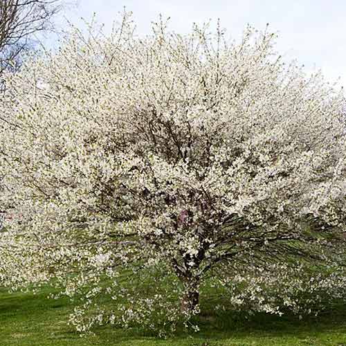 Cireș japonez (Prunus) Yamadei articol fotografie 1 Cireș japonez (Prunus) Yamadei imagine 1 articol 3928