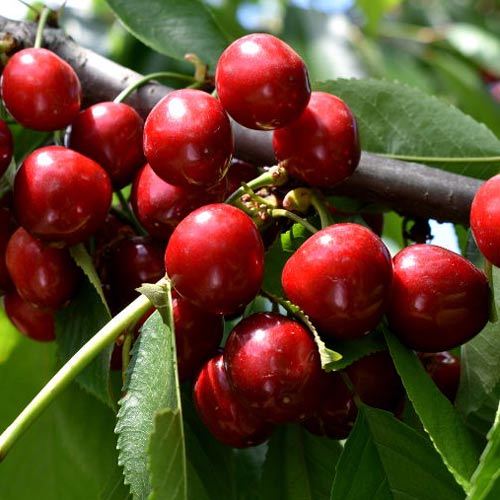 Cireș Lydia, С2 imagine 1 articol 7967